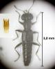 Stenus fuscicornis
